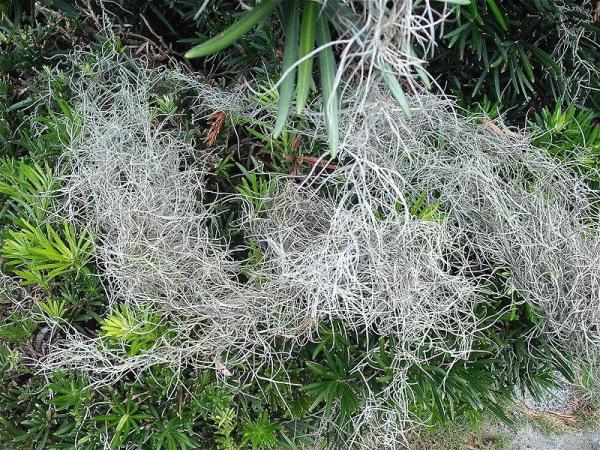 Types of Air Plants - Species and Care Guide - Types of air plant species