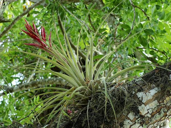 Types of Air Plants - Species and Care Guide - Types of air plants