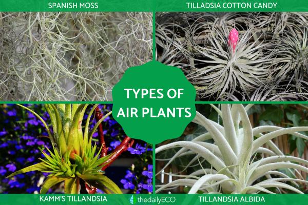 Types of Air Plants - Species and Care Guide