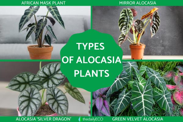 Types of Alocasia Plants