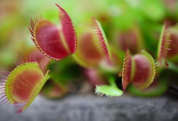 Types of Carnivorous Plants -
