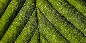 Types of Chlorophyll and Their Function