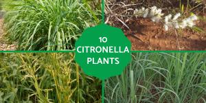 Types of Citronella Plants