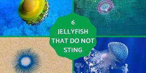 Types of Non-Stinging Jellyfish