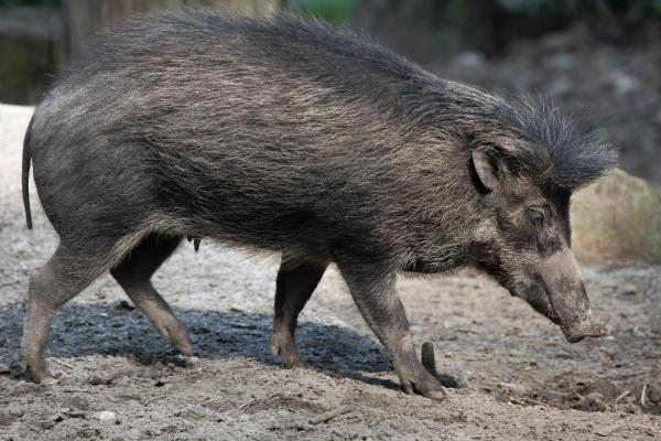 Different Types of Swine Species - Visayan warty pig (Sus cebifrons)
