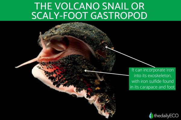 Volcano Snail or Scaly-Foot Gastropod