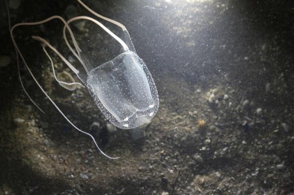 Mediterranean Jellyfish Species - Warty sea wasp (Carybdea marsupialis)