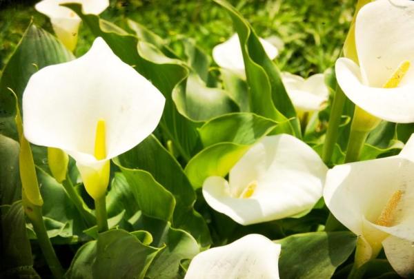 Types of Spring Flower Bulbs - Water lily