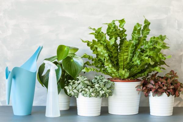 Bird's-Nest Fern Care Guide - Watering for Bird's Nest Ferns