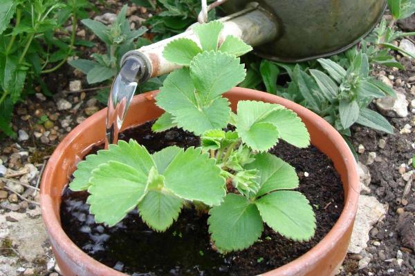 How to Plant and Grow Potted Strawberries? - Watering of potted strawberries