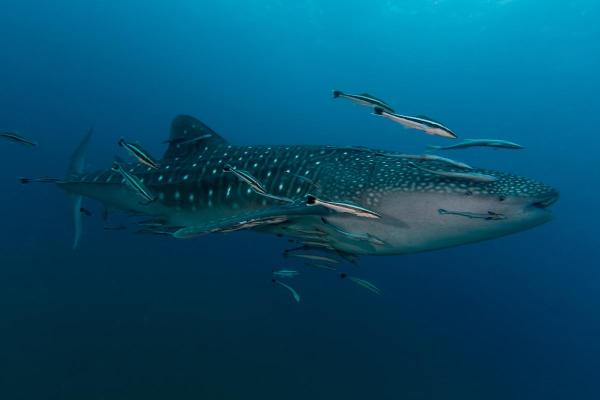 Sharks in Danger of Extinction - Whale shark (Rhincodon typus)