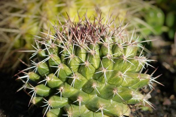 Differences Between Cacti and Succulents - What are cacti?