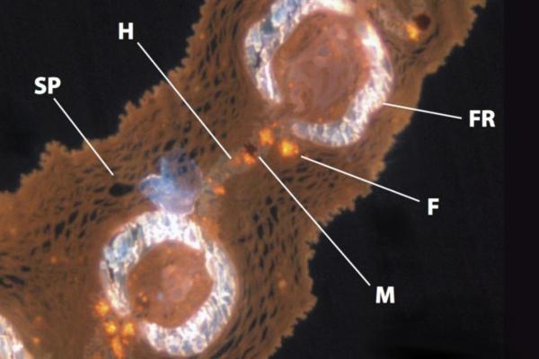 What Are Chromatophores and How Do They Work? - What are chromatophores?