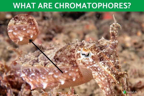 What Are Chromatophores and How Do They Work?
