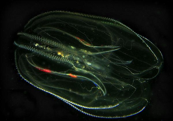 Is the Comb Jelly the First Animal on Earth? - What are comb jellies?