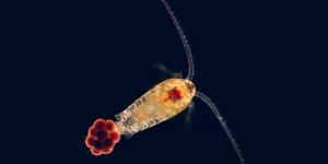 What Are Copepods?