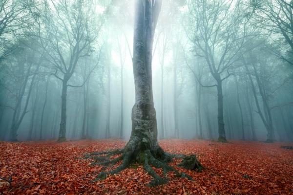 What Are Deciduous Trees?