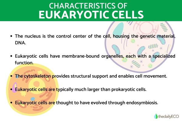 Eukaryotic Cell - Vital Components and Processes - What are eukaryotic cells and characteristics?