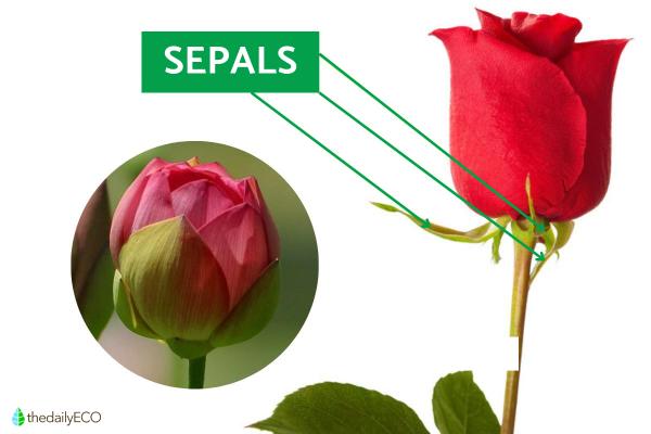 What Is the Function of Sepals in a Flower? - What are flower sepals and their characteristics