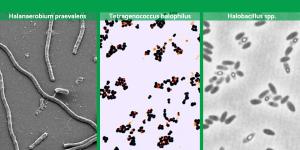 What Are Halophilic Bacteria?