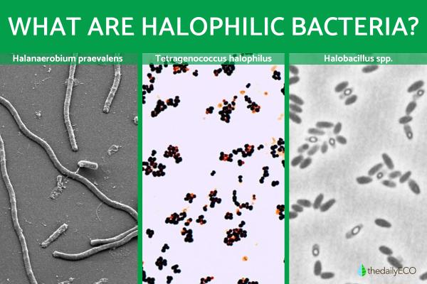 What Are Halophilic Bacteria?