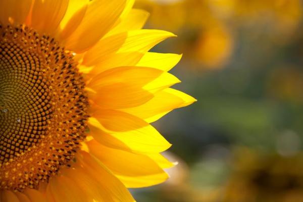 What Are Herbaceous Plants?