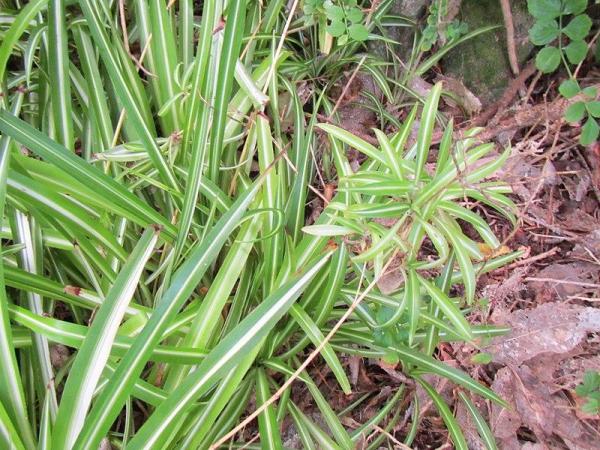 What Are Herbaceous Plants? - What are herbaceous plants and their characteristics
