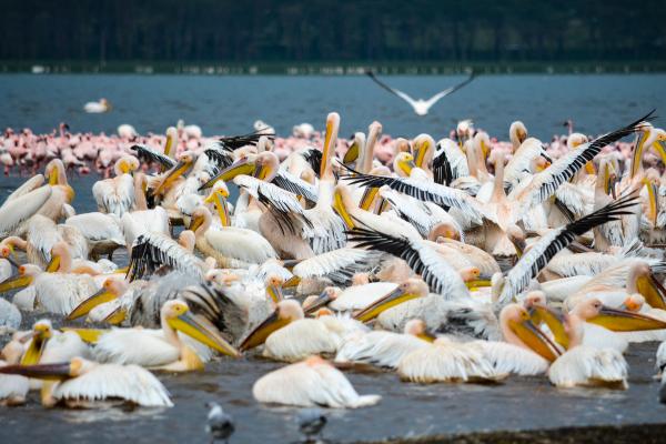 What Are Intraspecific Relationships?