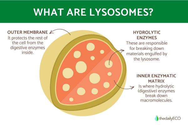 What Are Lysosomes? - Definition and Functions