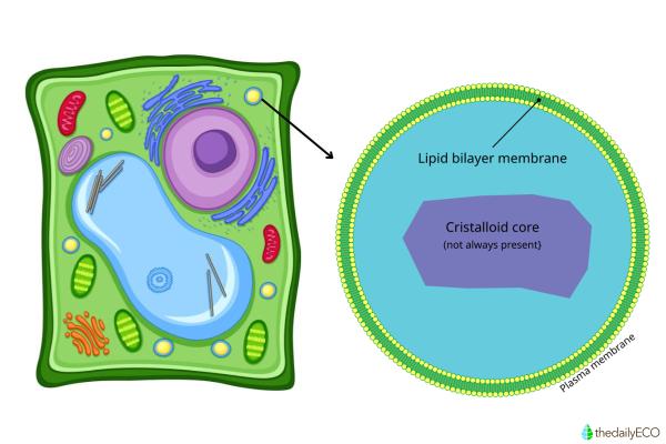 What Are Peroxisomes in Cells? - What are peroxisomes?