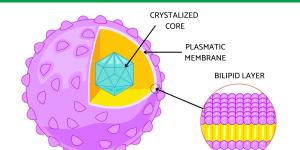 What Are Peroxisomes in Cells?