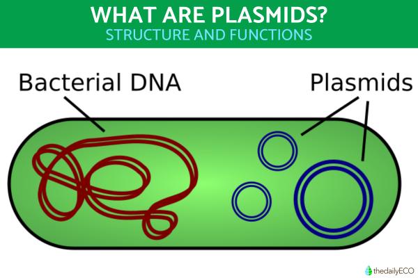 What Are Plasmids and What Do They Do?