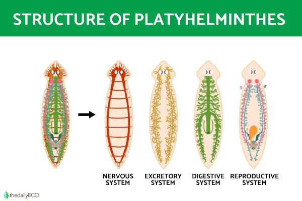 Platyhelminthes Characteristics and Examples - What are Platyhelminthes and their characteristics?