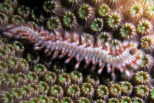 What Are Polychaetes or Bristle Worms? - What are polychaetes?