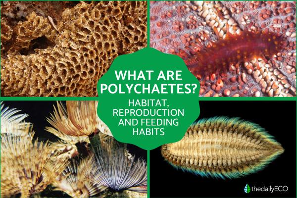 What Are Polychaetes or Bristle Worms?