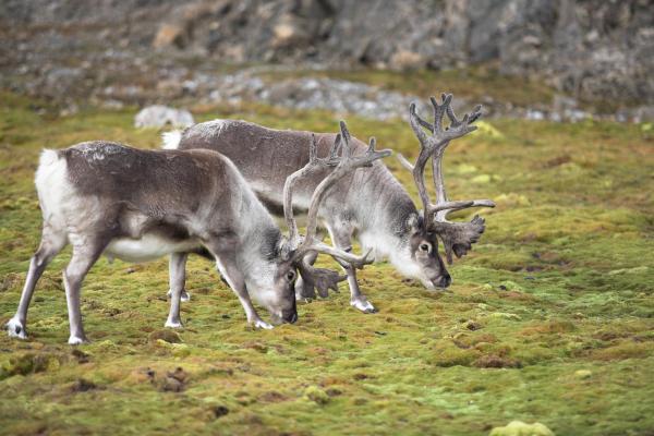 What Are Ruminant Animals? -