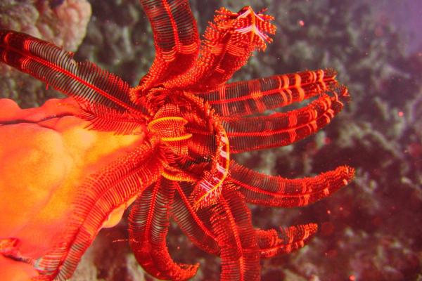 What Are Sea Lilies (Crinoids)? - What are sea lilies?