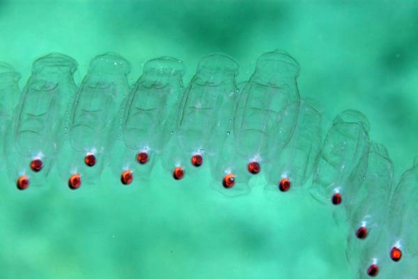 What Are Sea Salps?