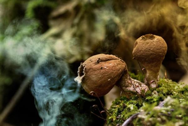What Are Spores? - Definition, Functions & Types - What are spores?