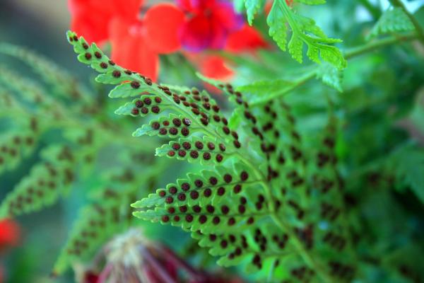 What Are Spores? - Definition, Functions & Types
