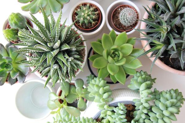Differences Between Cacti and Succulents - What are succulent plants?