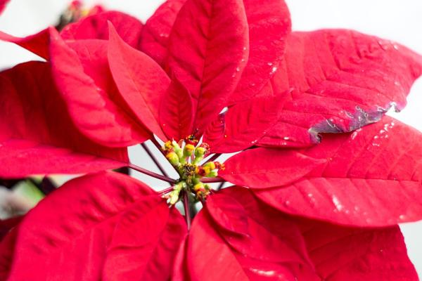 How to Bring a Poinsettia Back to Life - What are the best conditions for poinsettias?