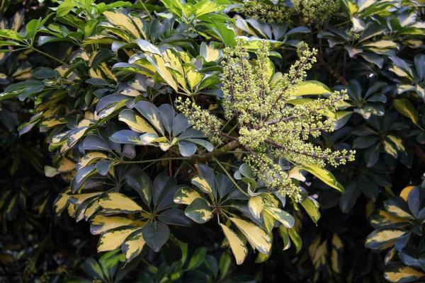 How to Care for a Schefflera Plant (Umbrella Tree) Indoors? - What are the characteristics of a Schefflera?