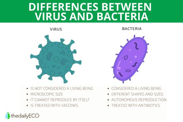 What are the Differences Between Viruses and Bacteria?