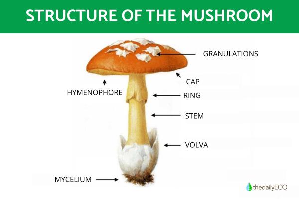 What Are the Different Parts of a Mushroom?
