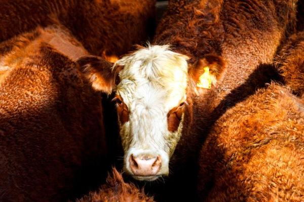 Are Cows Bad for the Environment? - What are the emissions of cows?