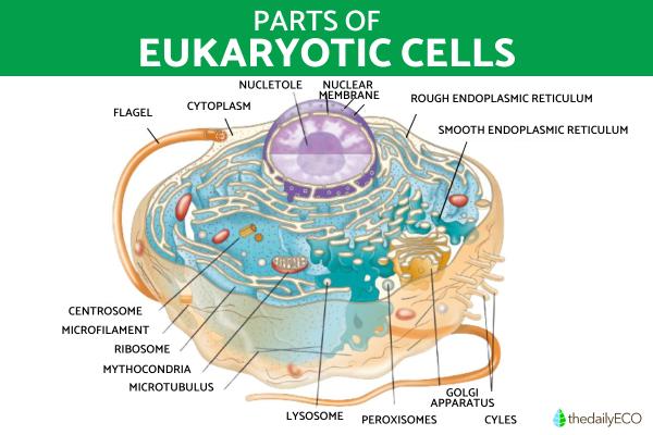 Eukaryotic Cell - Vital Components and Processes - What are the parts of an eukaryotic cell?
