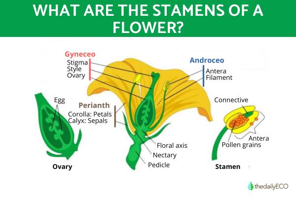 What Are the Stamens of a Flower? - What are the stamens inside the flower?
