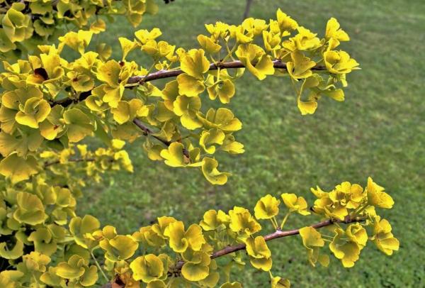 What Is Considered a Woody Plant? - What are woody plants?