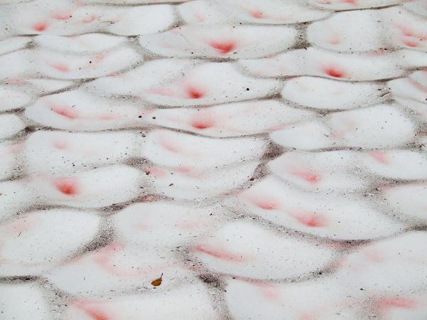 What Is Pink Snow or Watermelon Snow? - What causes Watermelon snow?